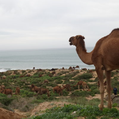 Camels surf in morocco